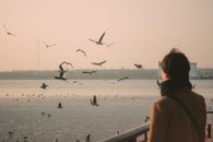 Woman in Black Shirt Sitting on Brown Wooden Bench Looking at Birds on Water