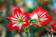 阿满花红白相间，盛开时令人惊叹，捕捉了大自然的户外之美