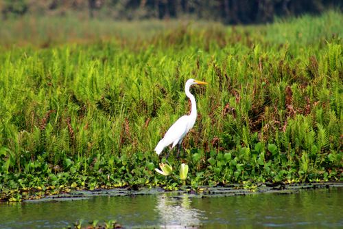 Free A serene egret standing amidst lush greenery in Villa Rica, Peru's vibrant wetlands. Stock Photo