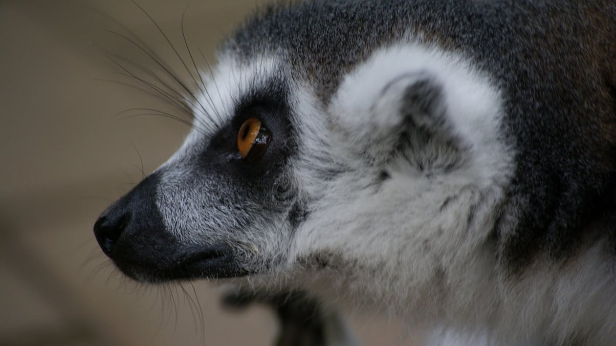 Gratis lagerfoto af dyr, lemur catta, nærbillede Lagerfoto