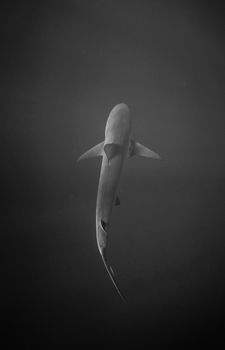 Black and white top view wild shark swimming in dark seawater in natural habitat