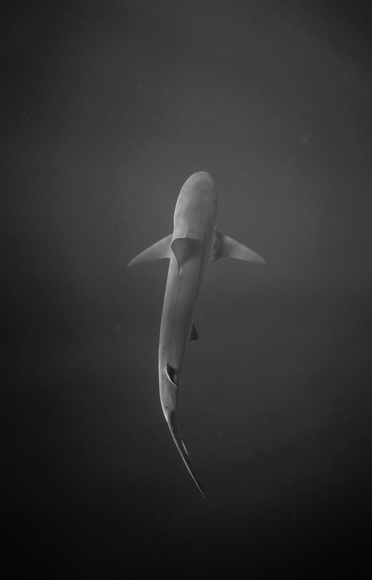 Shark Wwimming In Dark Watrer