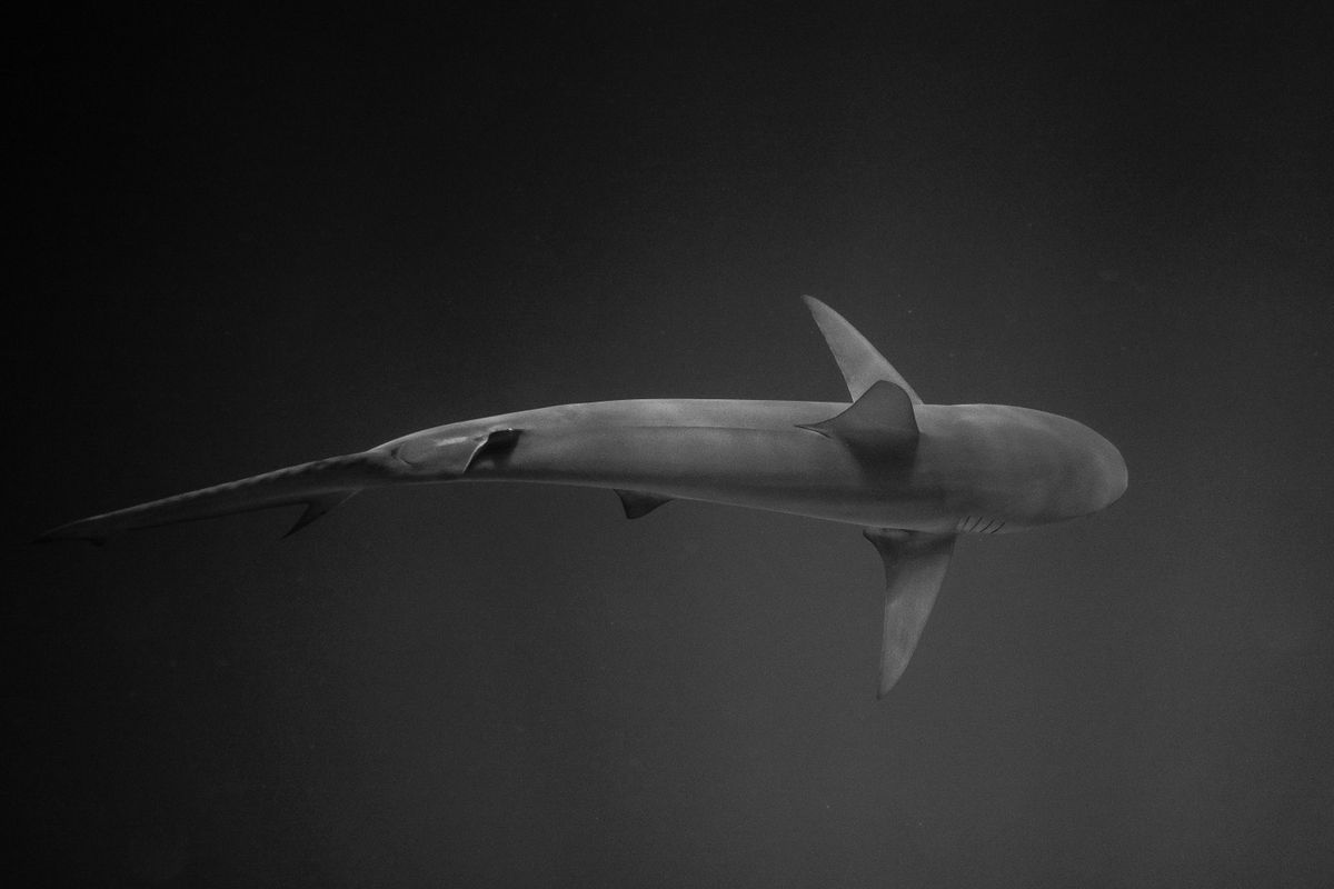 requin longimanus - 5. Le requin longimanus est-il dangereux pour l’homme ?