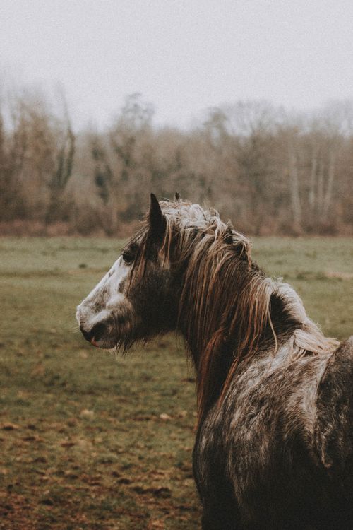 Free Dark horse with white spots standing on grassy meadow with trees on background under gray cloudless sky in daylight in nature Stock Photo