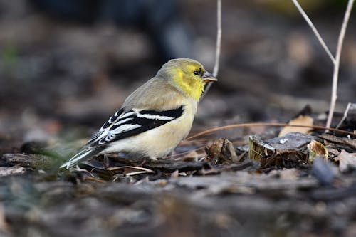 Macro Photography of a Yellow-Finch