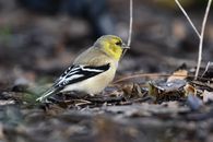 Macro Photography of a Yellow-Finch