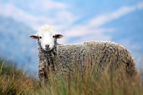自动对焦摄影在草地上的棕色绵羊