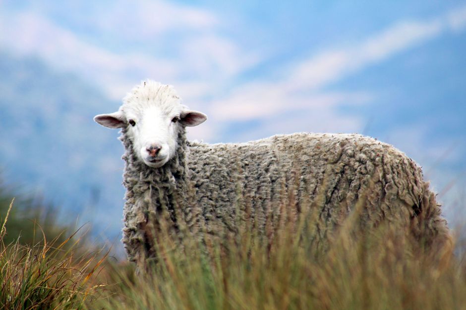 A detailed view of a sheep in the grasslands of rural Peru with mountains in the background.