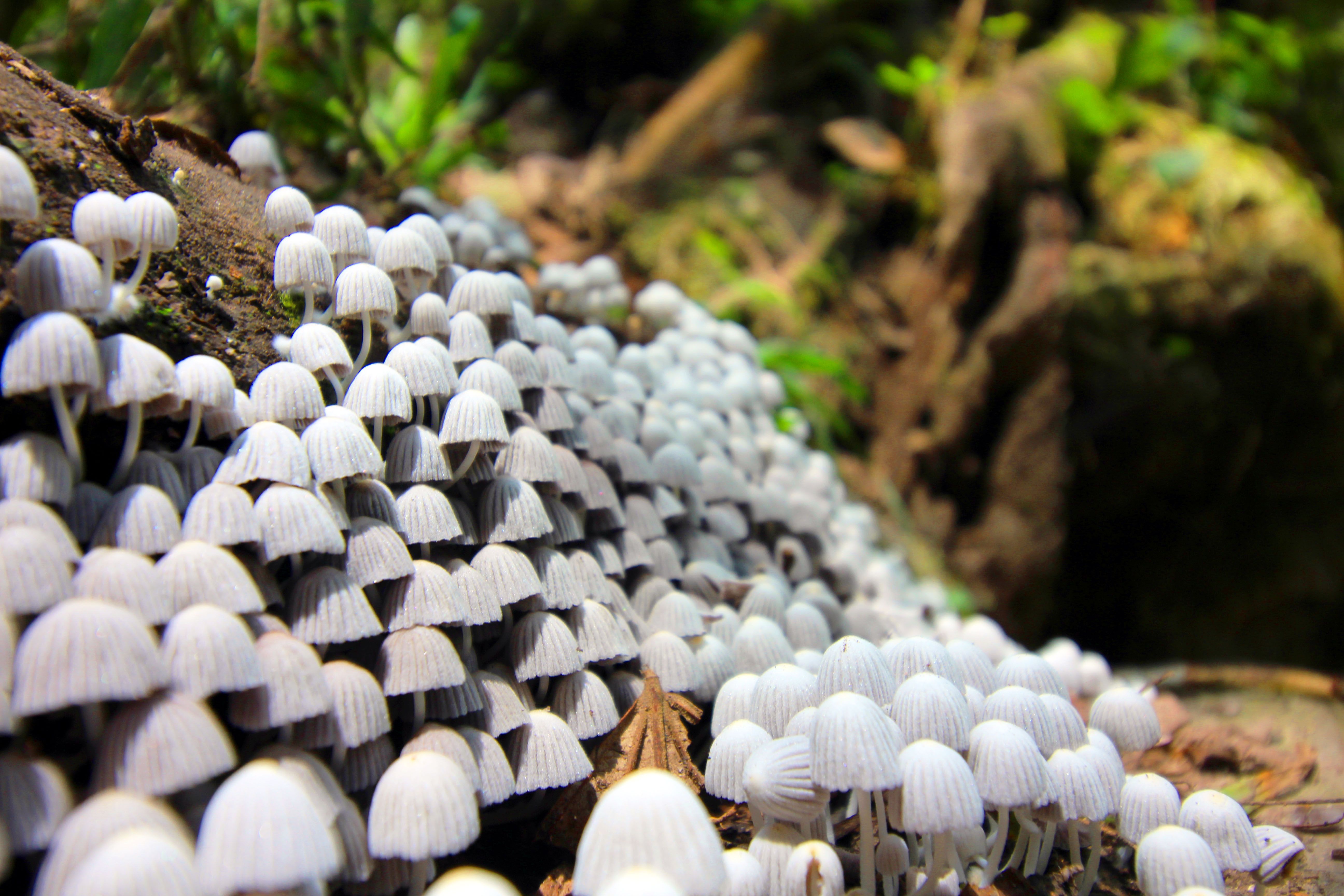 free-stock-photo-of-fungi-fungus-mushroom
