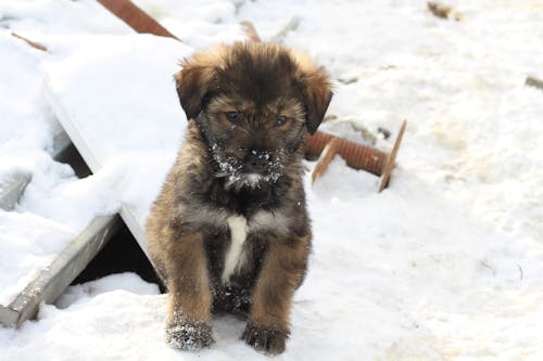 Free stock photo of adopt, cute, cute puppy Stock Photo