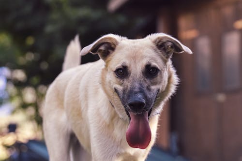 Imagine de stoc gratuită din adorabil, animal de casă, animal domestic