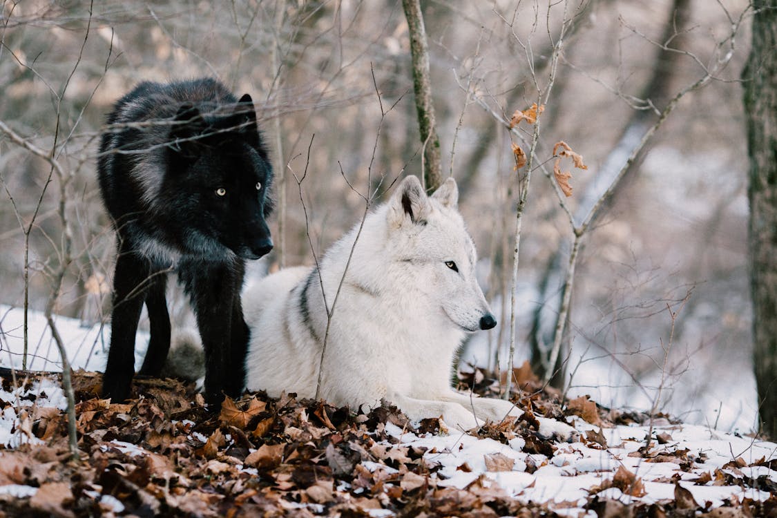 White Wolf on Brown Dried Leaves