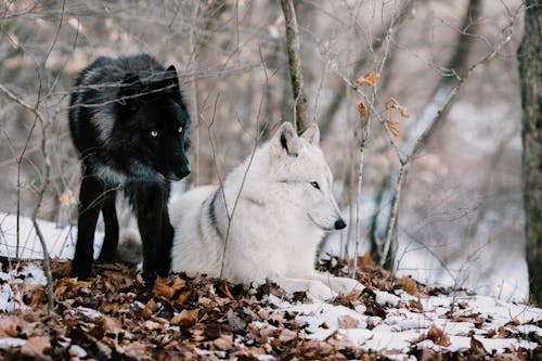 Free White and Black Wolves on Brown Dried Leaves Stock Photo