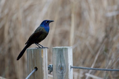 Grackle Perched on Wooden Fence
