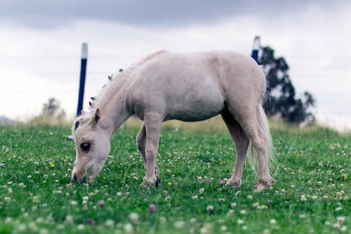 Close-Up Shot of a White Foal on a Grassy Field