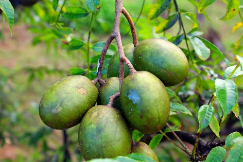 Free Green Round Fruit on Brown Tree Branch Stock Photo