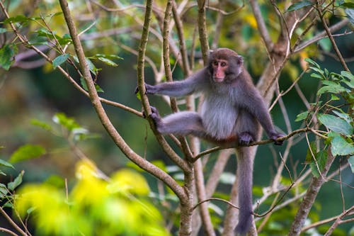 Close-Up Shot of a Macaque on a Tree Branch