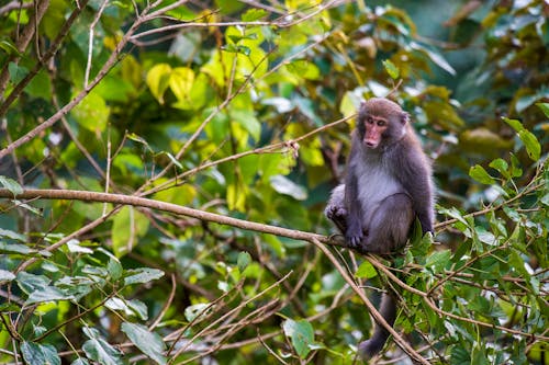 Close-Up Shot of a Macaque on a Tree Branch