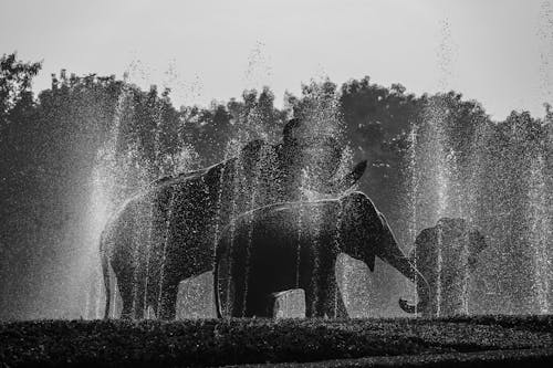 Grayscale Photo of Elephants Standing near a Water Fountain