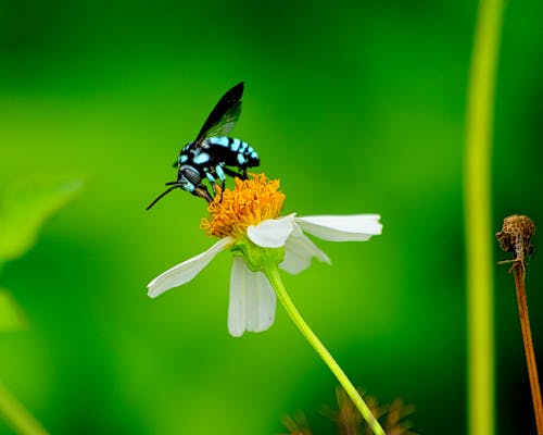 Ücretsiz arı, böcek, böcek fotoğrafçılığı içeren Ücretsiz stok fotoğraf Stok Fotoğraflar