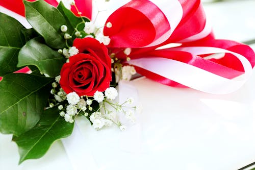 Free Red Rose Flower on White Surface Stock Photo