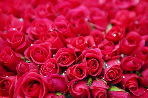 Free Red Roses Stock Photo