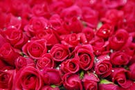 这朵盛开的红玫瑰生动地展示了精致的花瓣，象征着美丽与浪漫