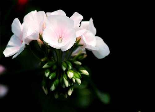 Biały Płatek Kwiatu Selektywnej Ostrości Fotografii