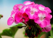 亮粉色天竺葵花的特写，捕捉了夏日的美丽精髓