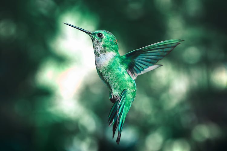 Green Toned Image Of A Hummingbird