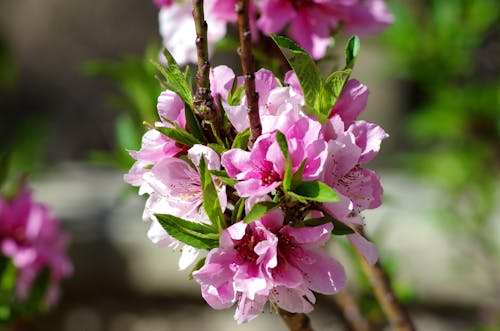 Pink Flowers