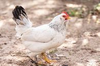 White and Black Hen on Green Grass
