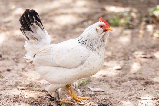 White and Black Hen on Green Grass