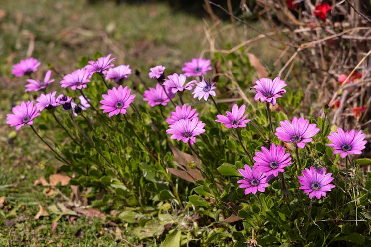 African Daisies In Bloom 