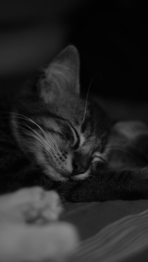 Grayscale Photo of Tabby Cat