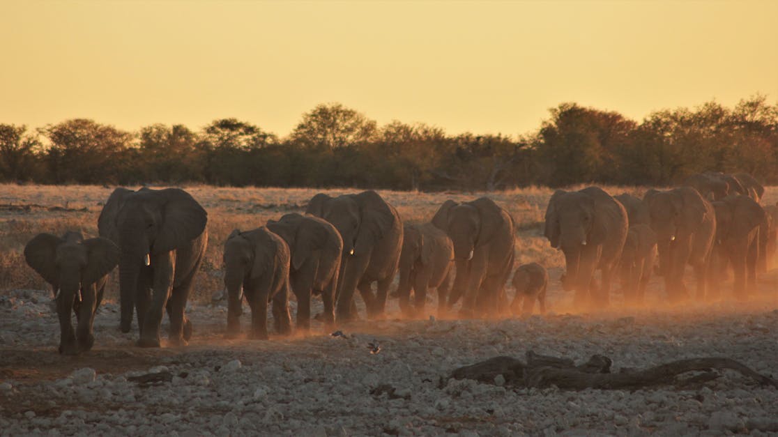 Free stock photo of africa, dust, elephants