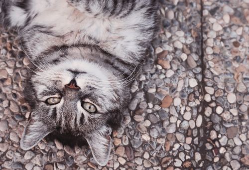 Free Close-up of a cute tabby cat lying upside down on a stone pathway, showing off its playful nature. Stock Photo
