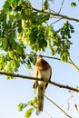 Laughing Dove Perched on a Branch