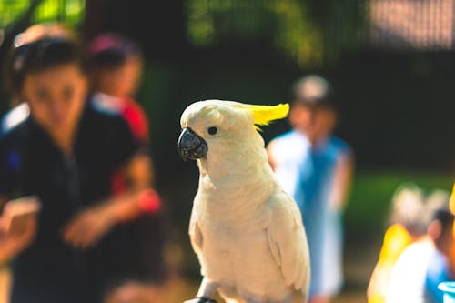 Nahaufnahme Fotografie Des Gelben Papageien