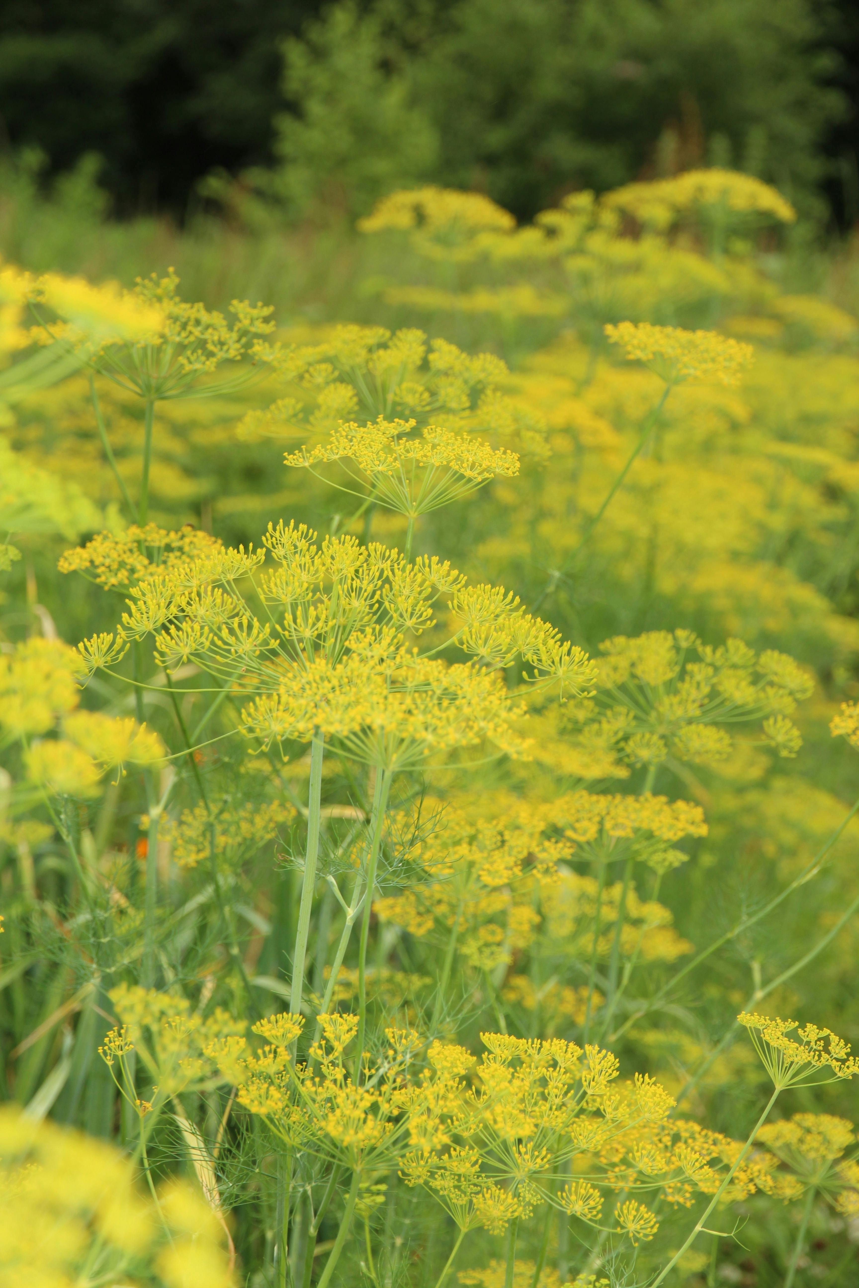 Dill Plants with Yellow Flowers · Free Stock Photo