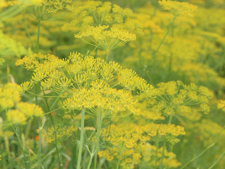 What herbs are best for enlarged prostate?