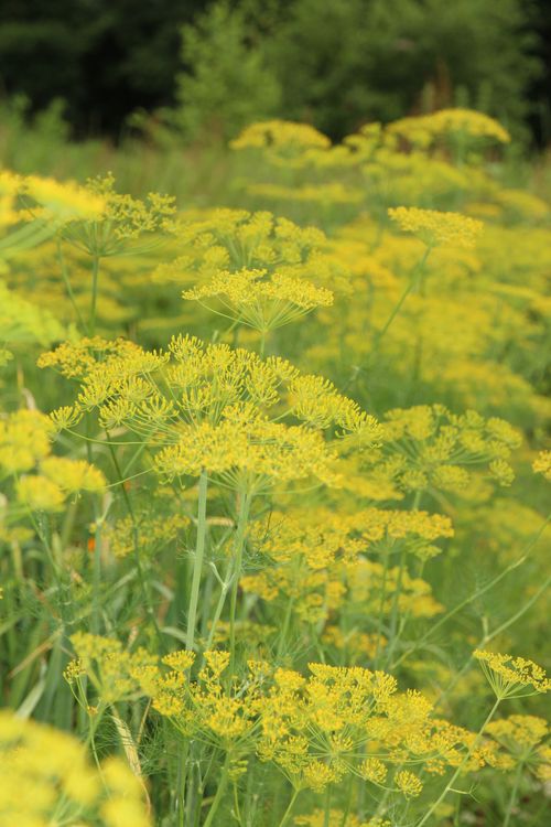 Free Close-up of flourishing dill plants with yellow blooms on a sunny summer day. Stock Photo