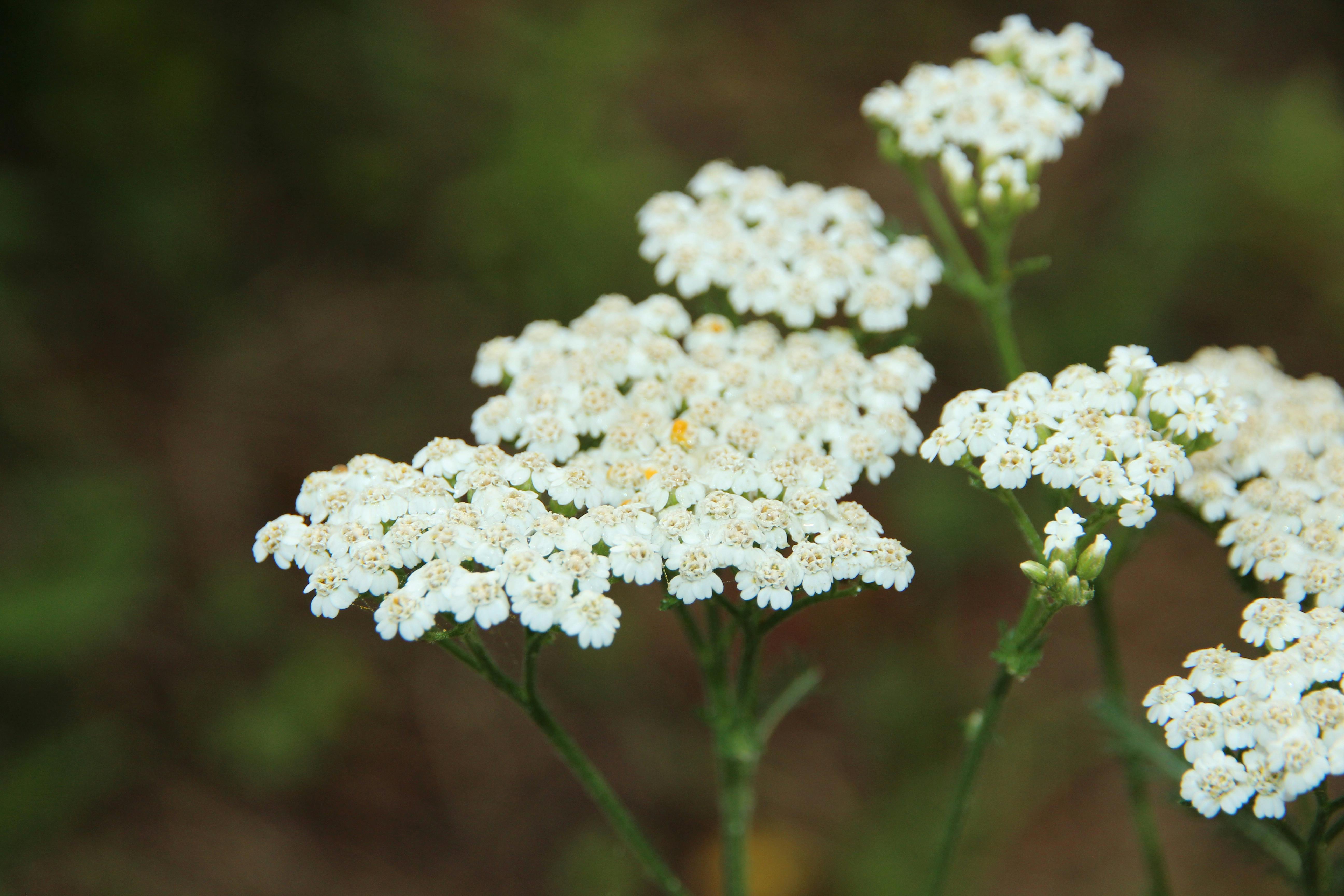 Yarrow For Sale