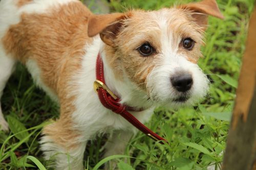 Free Cute Jack Russell Terrier dog with red collar exploring green garden areas. Stock Photo