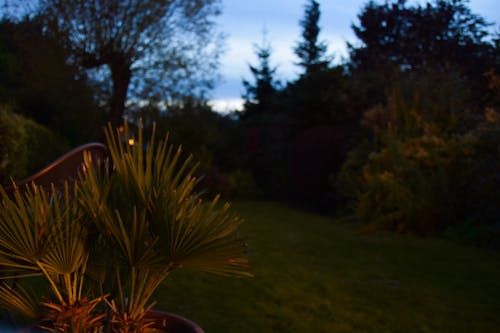 Free Darmowe zdjęcie z galerii z rośliny, trawa, zachód słońca Stock Photo