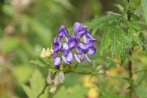 aconitum, 꽃, 녹색의 무료 스톡 사진