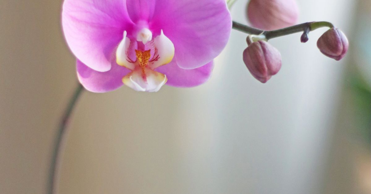 Como fazer orquídea florescer Orquídea roxa com flores abertas e botões em luz natural