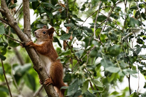 Free Close-Up Shot of a Squirrel Climbing on the Tree Stock Photo
