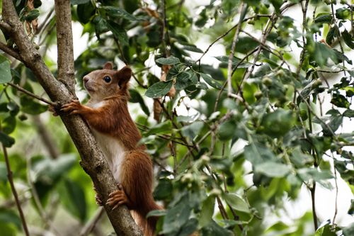 Free A close-up shot of a brown squirrel climbing a tree branch amidst lush green foliage in the forest. Stock Photo