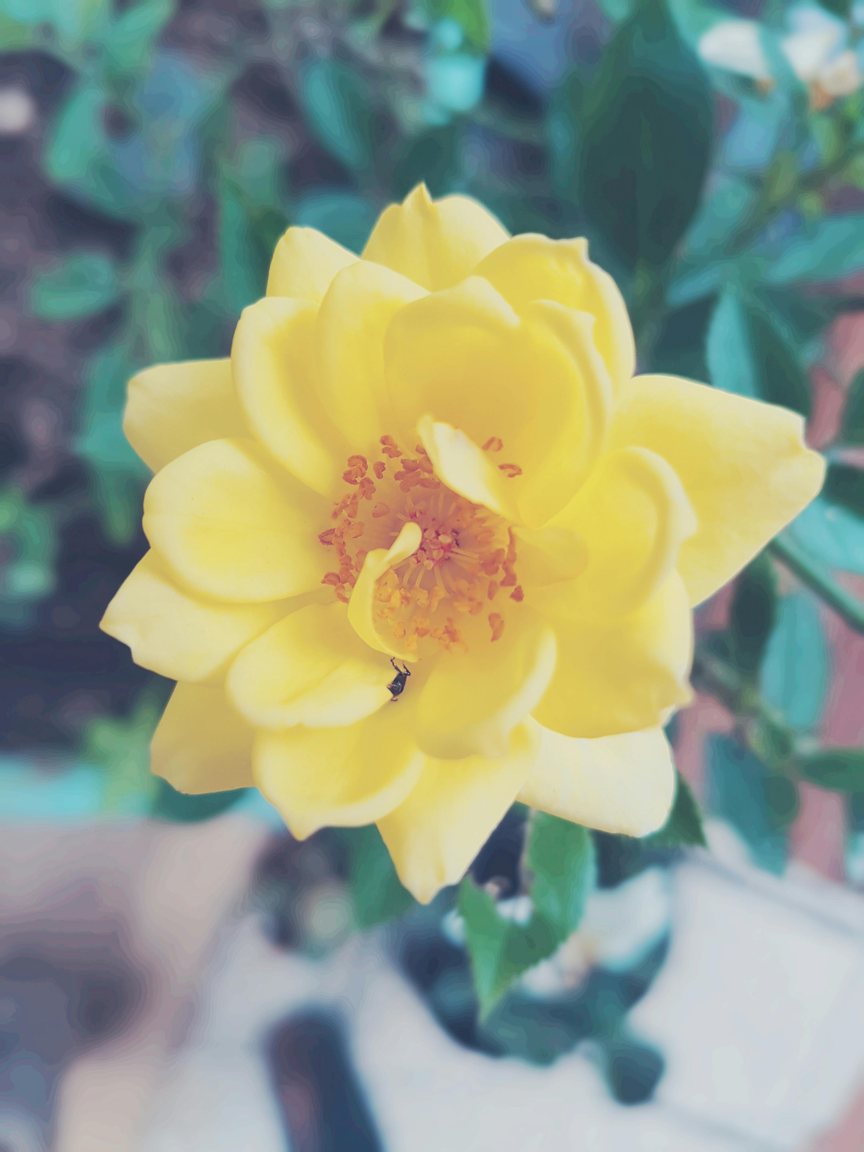 Assorted high-fiber foods including vegetables, legumes, and whole grains displayed on a table